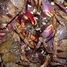 ยำปูจืด