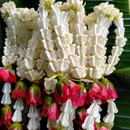 กุหลาบ