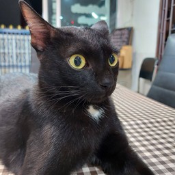 ซีอิ๊วดำ