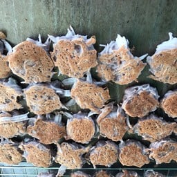 ไอญาบ้าบิ่นมะพร้าวอ่อน