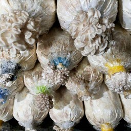 บ้านหัวเห็ด