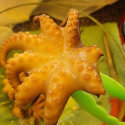 หมึกสะดุ้ง