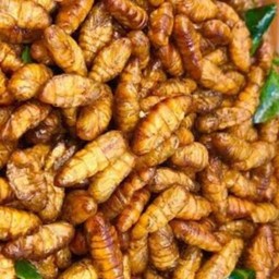 ดักแด้ทอด69.-