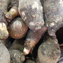 เผื่อกหอมบ้านหมอ