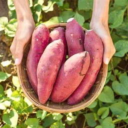 มันหวานญี่ปุ่น Beni Haruka 5kg.