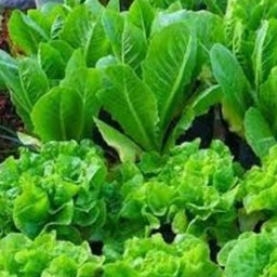 ร้านต้นไม้เพื่อชีวิต สาขาตลาดสหกรณ์