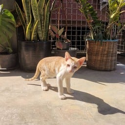 เจ้าถิ่นมาขวางทาง