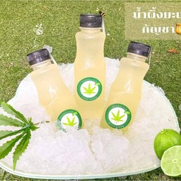 น้ำกัญชาพร้อมดื่ม