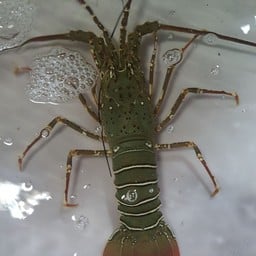 กุ้งมังกรเป็นๆ
