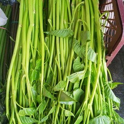 ผักบุ้งขาว