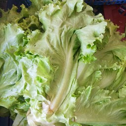 ผักสลัด