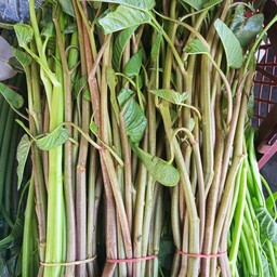 ผักบุ้งแดง