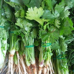 ผักชีไทย