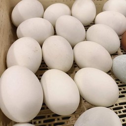 ไข่เค็ม