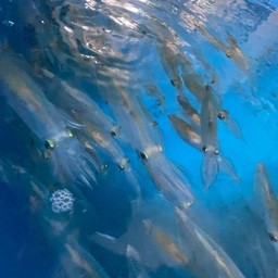 หมึกเป็นๆ หวานๆ กรอบๆ