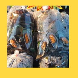 หอยแมลงภู่ (ไซส์รวม)