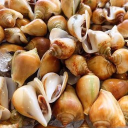 หอยชักตีน 500g