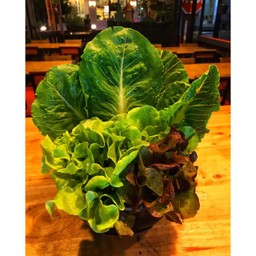 ผักสลัด