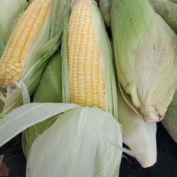 ข้าวโพดสด