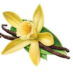Vannila - Hazelnat - Caramel - Honey (ไซรัป)