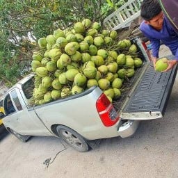 มะพร้าวบ้านแพ้วbyแอน