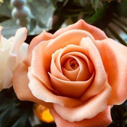 อาหารเพื่อสุขภาพ 1