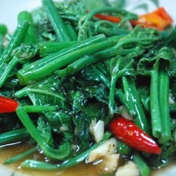 ยอดฟักแม้วผัดน้ำมันหอย