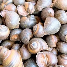 หอยโข่งนาแท้