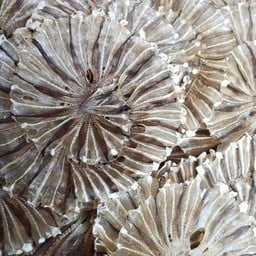 ปลากระเบนวง