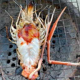 กุ้งแม่น้ำ  3-4 ตัวต่อโลเผา จำนวน 1 ตัว