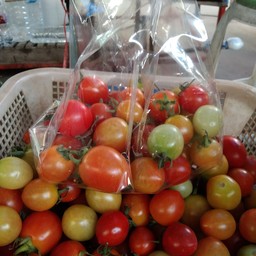 มะเขือส้ม