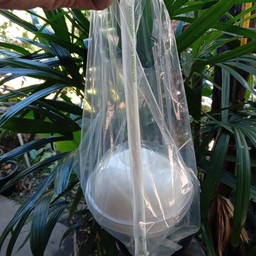 Coco car มะพร้าวถอดเสื้อ  สาขา1 หน้าคณะเทคโนอุสาหกรรม หน้า สนามเปตอง