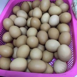 ไข่ไก่