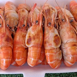กุ้งตัวผู้หัวมันใหญ่ 15-16ตัวโล 500 กรัม