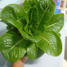 สวนผักบ้านราศี