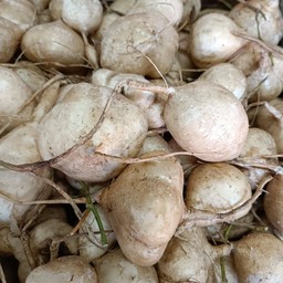 มันแกวสำเภา