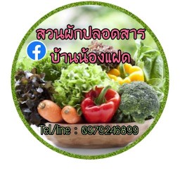 ผักสดปลอดสารบ้านน้องแฝด @ วัวลาย
