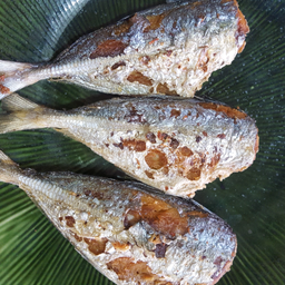 ปลาสีกุลแดดเดียว