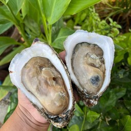 หอยนางรมทรงเครื่องไซส์ XL 2 ตัว