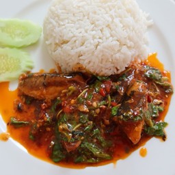 ข้าวราดผัดกะเพราปลากระป๋องพริกแห้ง