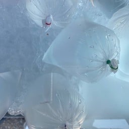 มะพร้าวน้ำหอม น้องเกรซ หน้าคลินิกคอตตอน