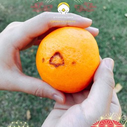 ส้มลาวา Mikang Orange