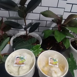 ลุงนัยไอศกรีมกะทิสด บ้านมะนาว เทอดไทย 33 ตรงข้าม วีรา อพาร์ทเม้นท์