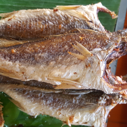 ปลาจวดแดดเดียว