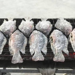 รวมปลา99