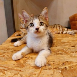 ไก่ไม่มีกระดูก