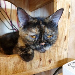 ไก่ป๊อป