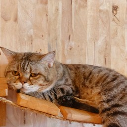 ใส้กรอกไก่