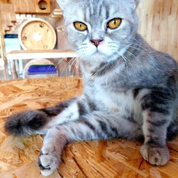 เฟรนฟราย