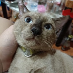 ทิปส์จากัวร์